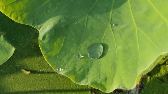 荷叶雨滴荷叶水珠露珠阳光荷叶逆光水珠光影