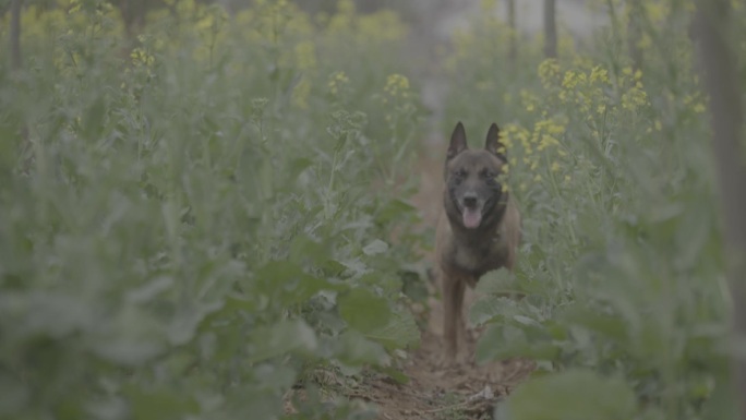 搜救犬视频素材