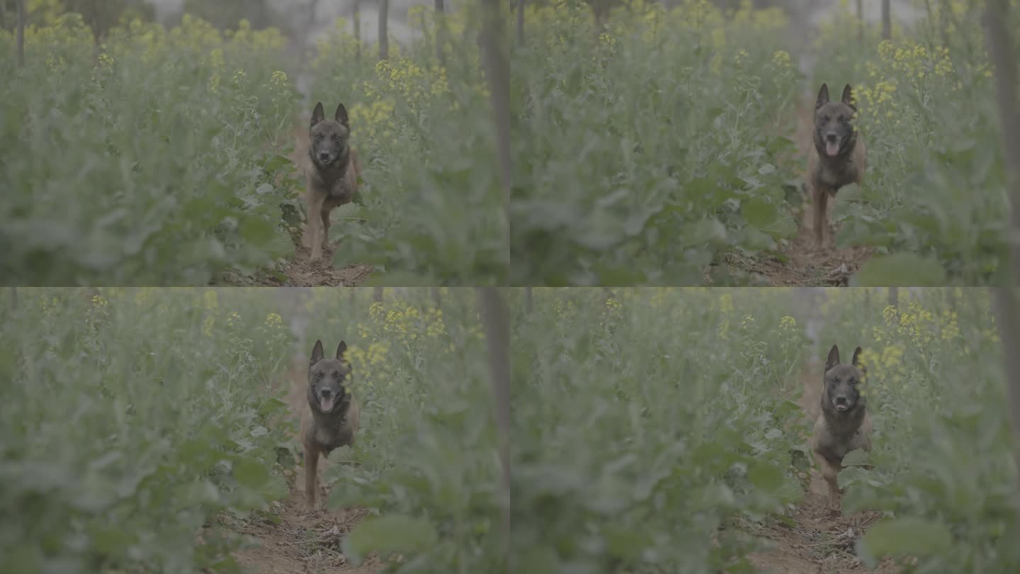 搜救犬视频素材