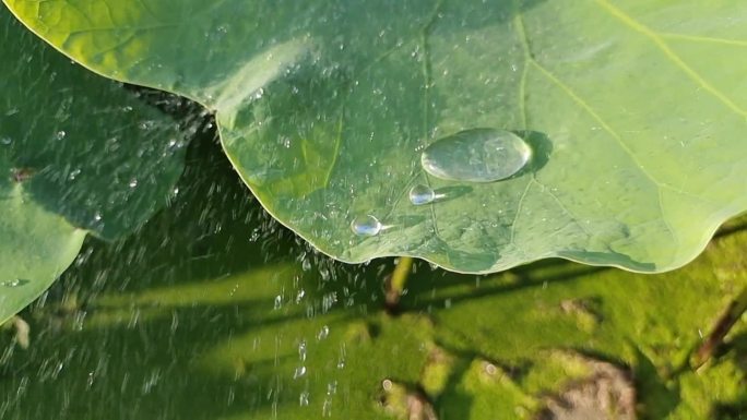 荷叶雨滴荷叶水珠露珠阳光荷叶逆光水珠光影