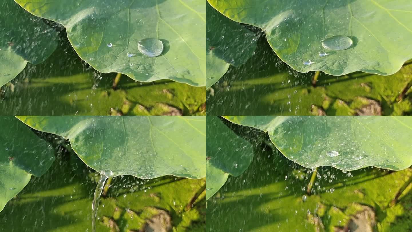 荷叶雨滴荷叶水珠露珠阳光荷叶逆光水珠光影