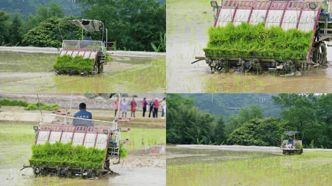 春耕生产插秧机作业乡村振兴农田播种水稻