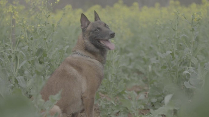 搜救犬视频素材