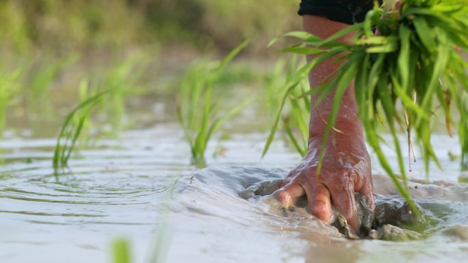 水稻种植插秧农田耕种种植大米