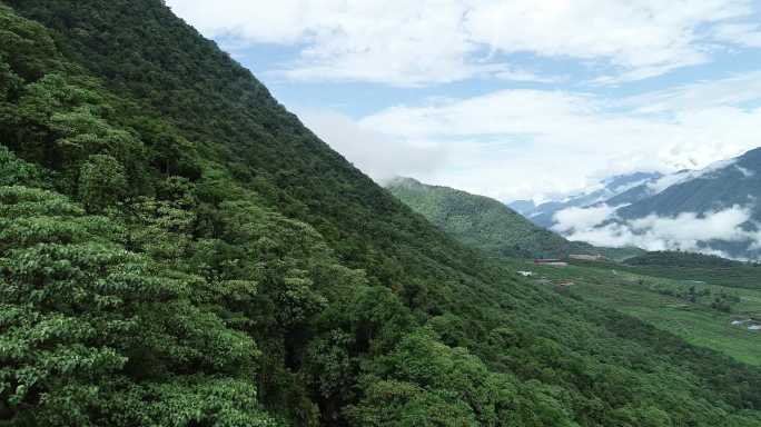 亚热带雨林2