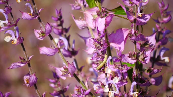 花卉系列---紫苏特写