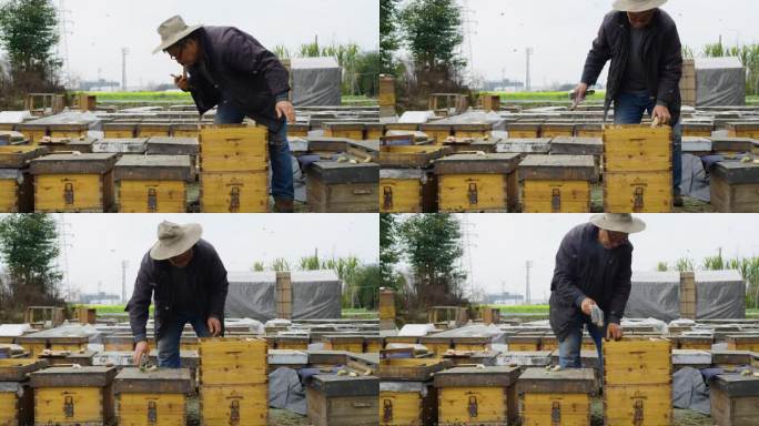 养蜂人在养蜂场工作喂养蜜蜂花粉
