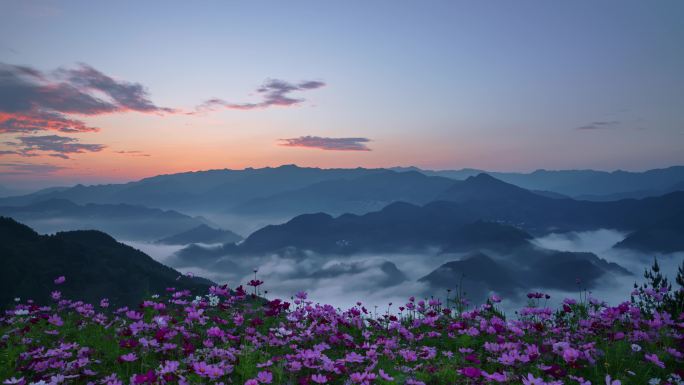 4K清晨格桑花云海日出 花海云海延时摄影