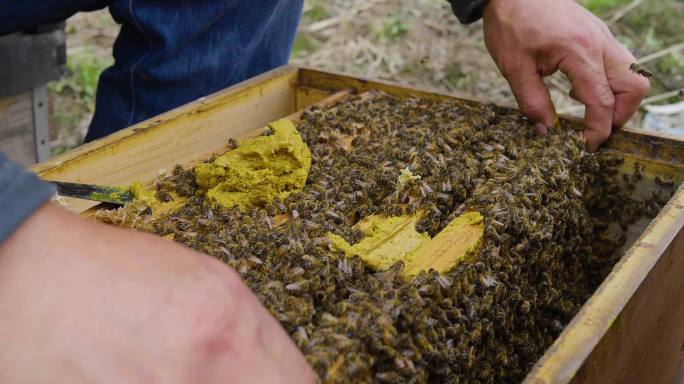 养蜂人工作特写把蜜蜂从蜂箱提出来