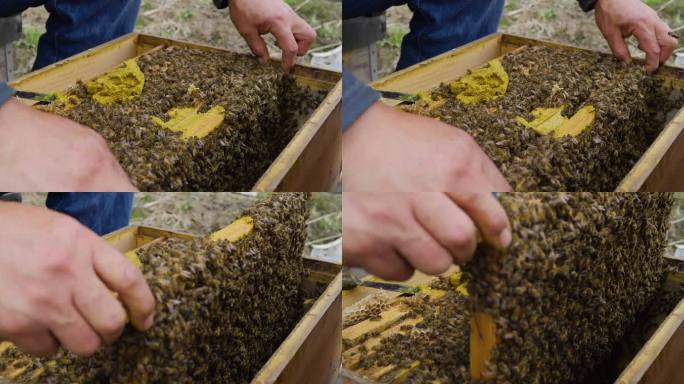 养蜂人工作特写把蜜蜂从蜂箱提出来