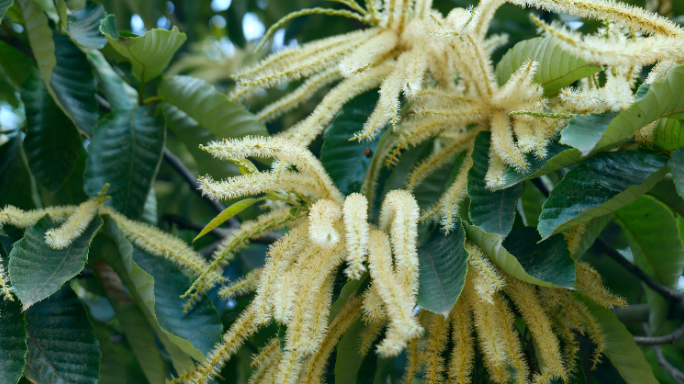 航拍实拍板栗树花