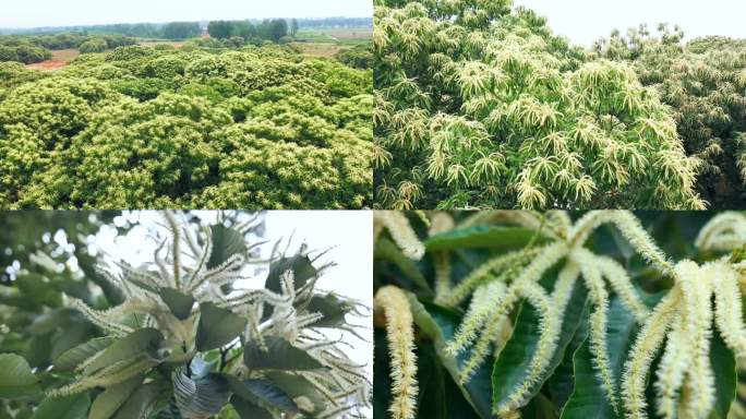 航拍实拍板栗树花