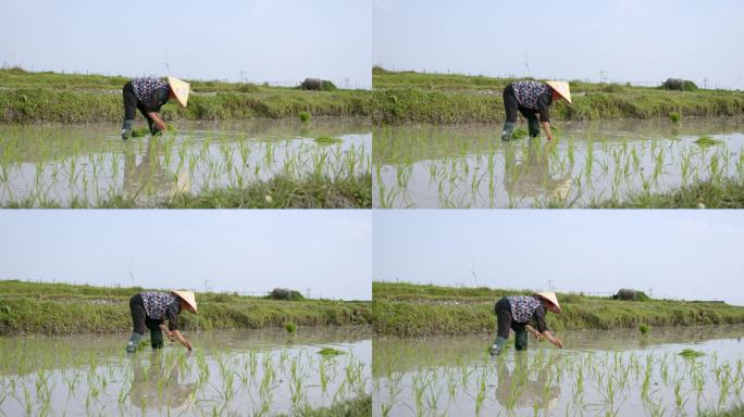 水稻种植插秧农田耕种种植大米