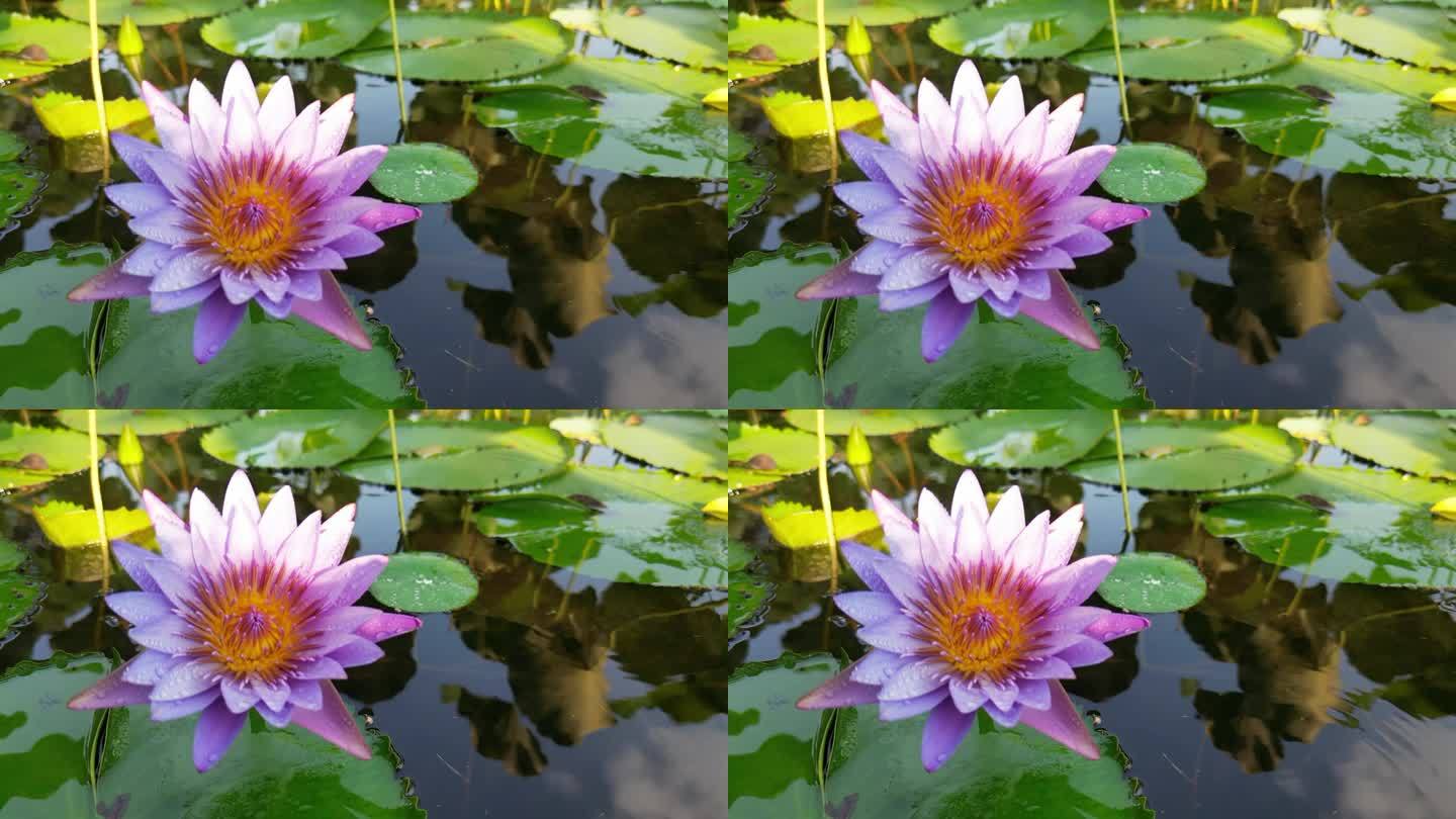 夏季端午荷花池  蓝莲花雨露