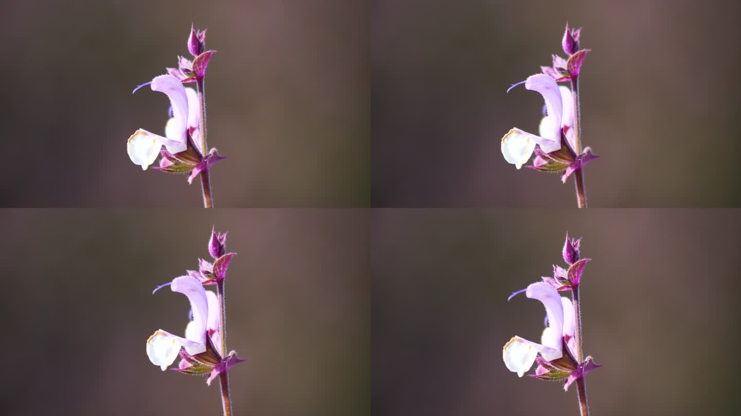 花卉系列---紫苏特写2