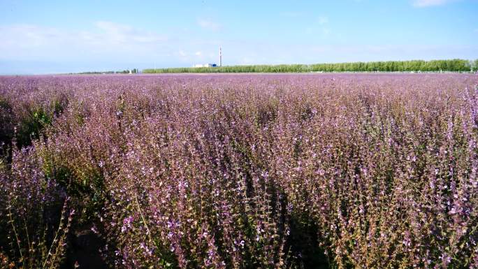 花卉系列---紫苏种植基地-摇