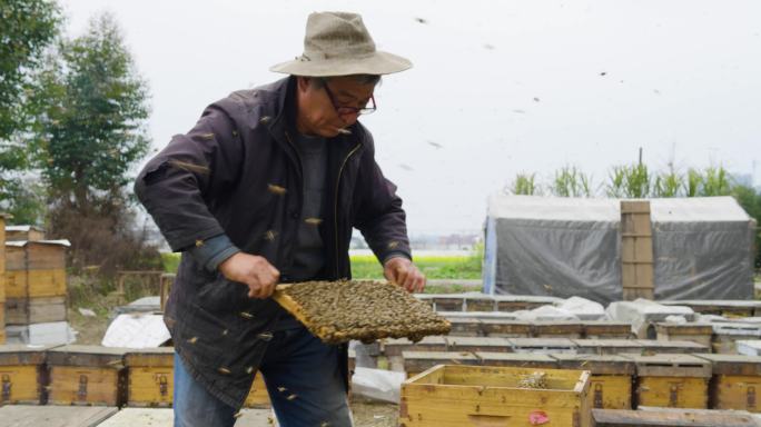 养蜂人在养蜂场忙碌工作饲养蜜蜂