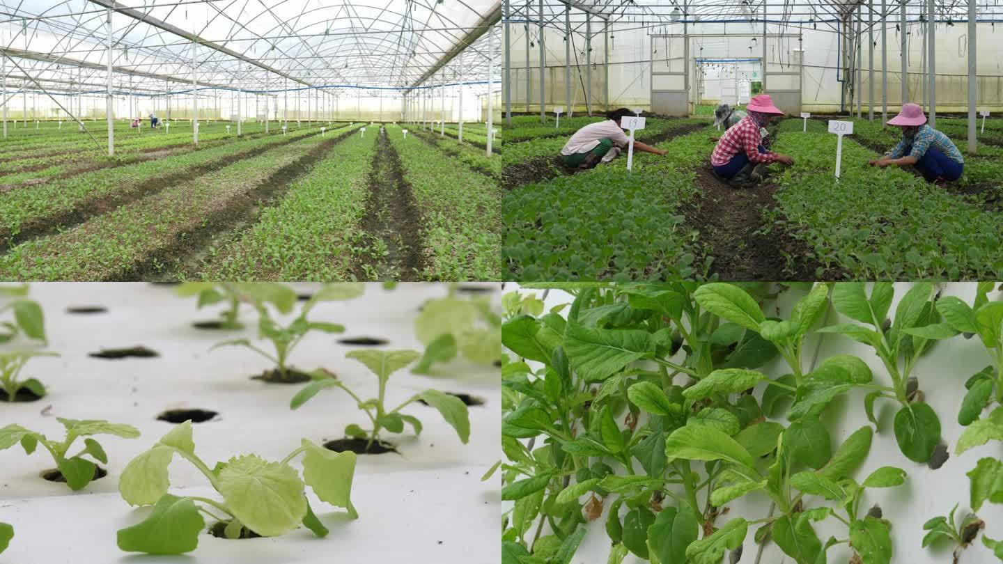 瓜菜大棚种植热带高效农业瓜菜4K