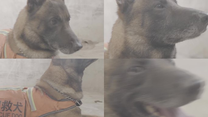 搜救犬视频素材