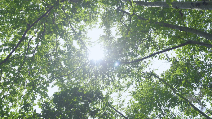 唯美森林树林阳光树叶夏季自然绿仰拍大自然