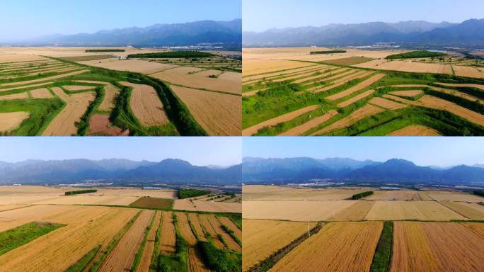 西安平原小麦 麦穗 色小麦