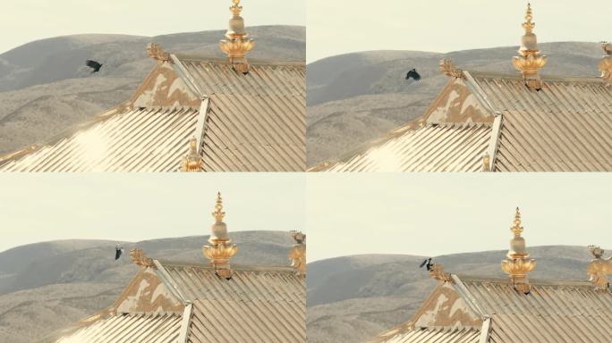 4k寺庙金色屋顶上飞来的小鸟