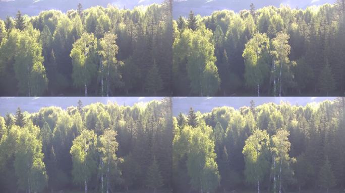 桦树、西伯利亚落叶松混交林