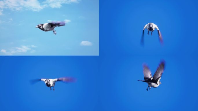 多组鸟类飞行蓝幕抠图高清4k视频素材