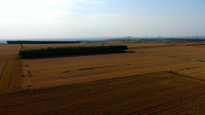 小麦 麦穗 色小麦 歌曲背景 大丰