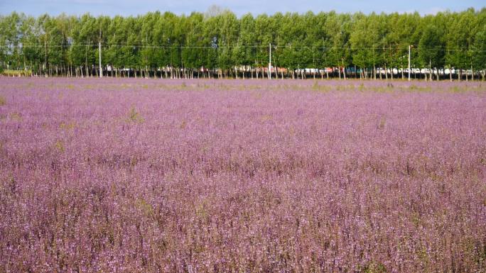 花卉系列---紫苏种植基地2