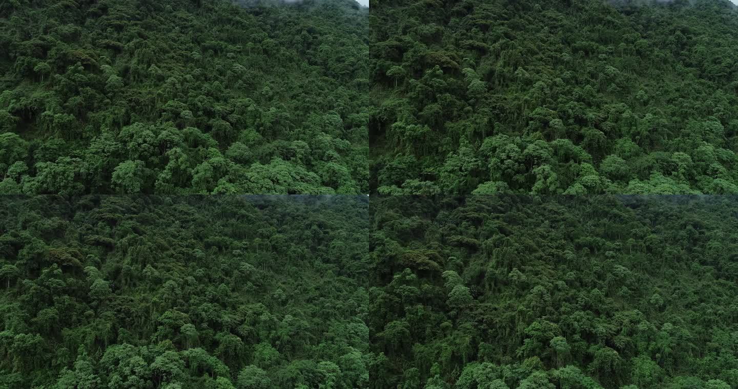 亚热带雨林