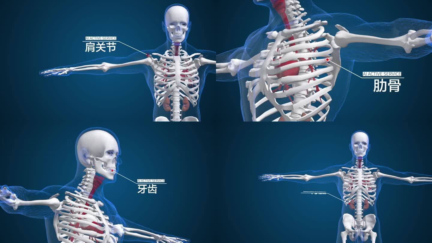 人体医疗 科技人体 骨骼展示
