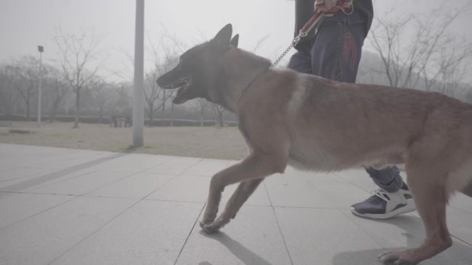 搜救犬视频素材