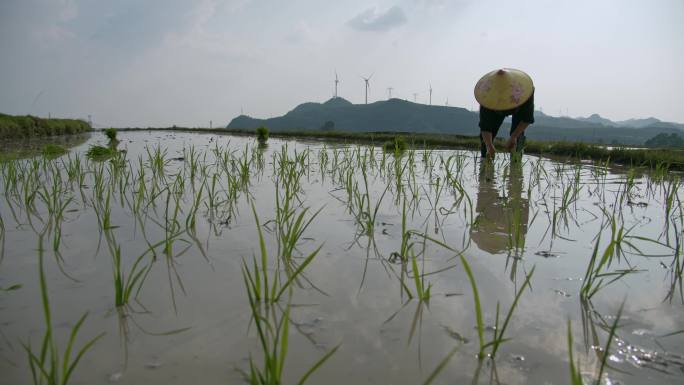 水稻种植插秧农田耕种种植大米