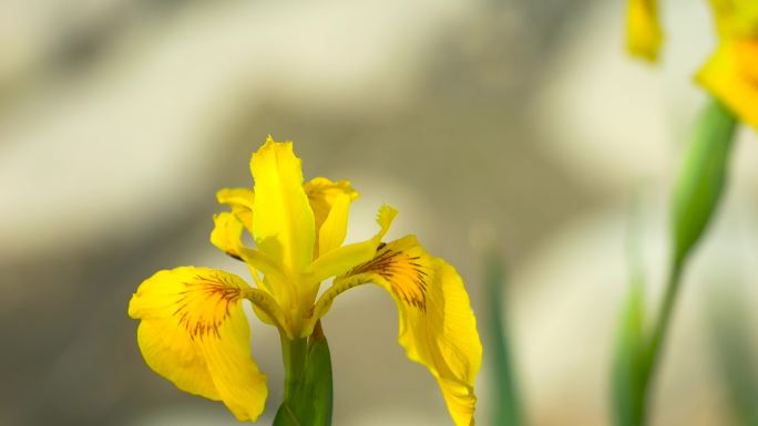 蜜蜂鲜花采蜜 升格