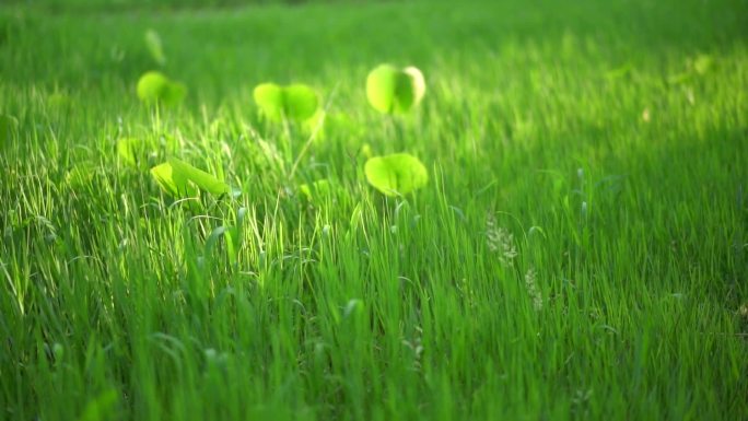 阳光青草生命力视频 树荫草地特写空镜头