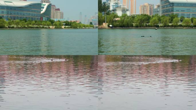 夏季水上运动天津海河游泳河流实拍