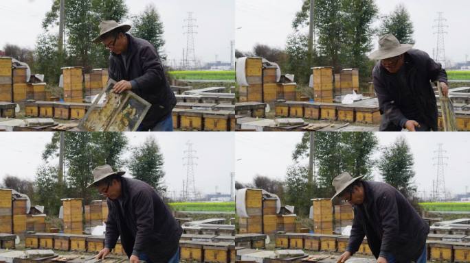 养蜂人在养蜂场工作劳动忙碌饲养照料蜜蜂