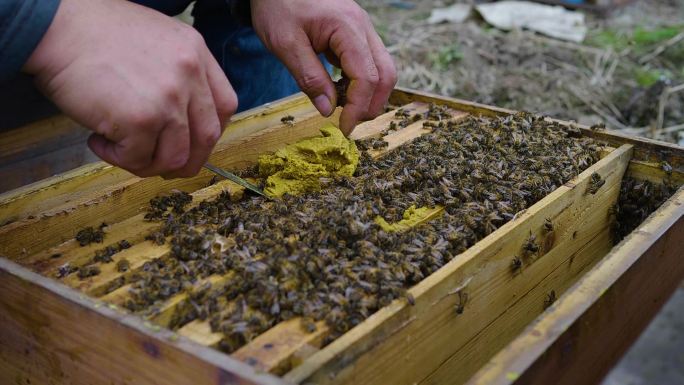 养蜂人在养蜂场工作喂养蜜蜂花粉照料蜜蜂