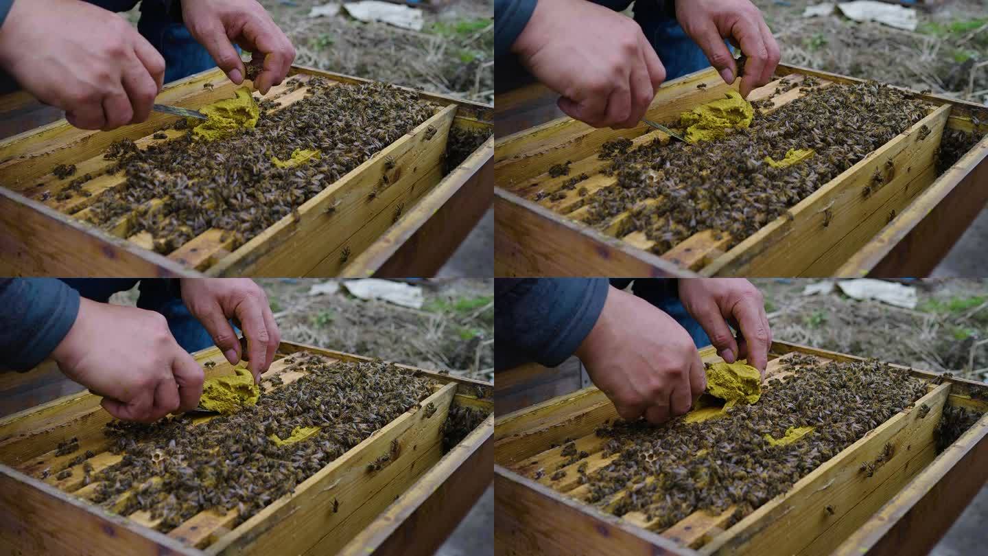 养蜂人在养蜂场工作喂养蜜蜂花粉照料蜜蜂