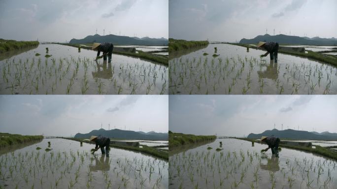 水稻种植插秧农田耕种种植大米