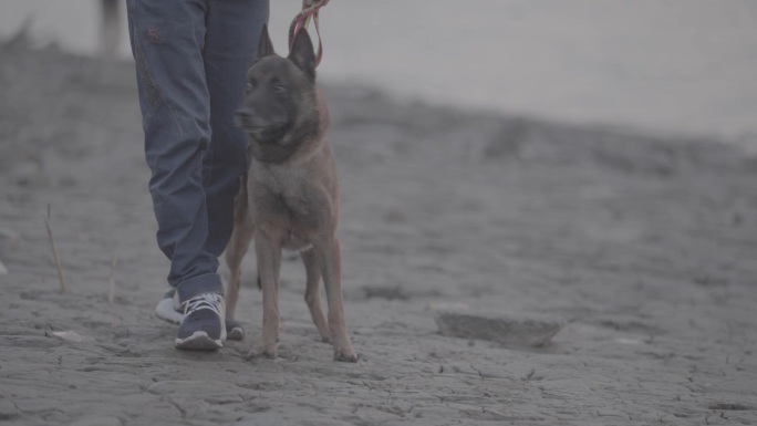 搜救犬视频素材