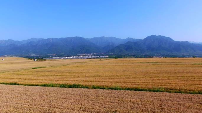 小麦 麦穗 色小麦 歌曲背景 大丰