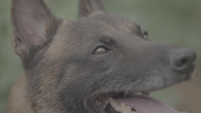 搜救犬视频素材