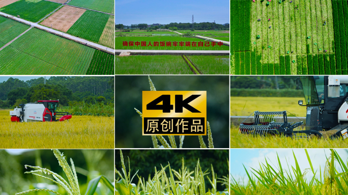 乡村振兴现代农业蔬菜水稻种植芒种小满丰收