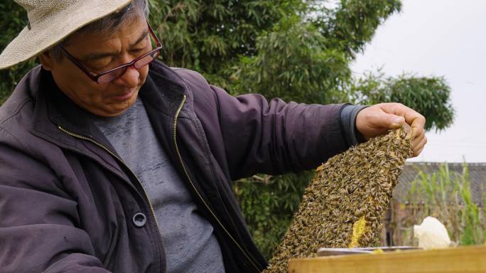 养蜂人在养蜂场工作喂养蜜蜂花粉照料蜜蜂