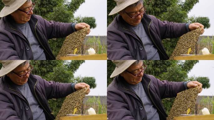 养蜂人在养蜂场工作喂养蜜蜂花粉照料蜜蜂