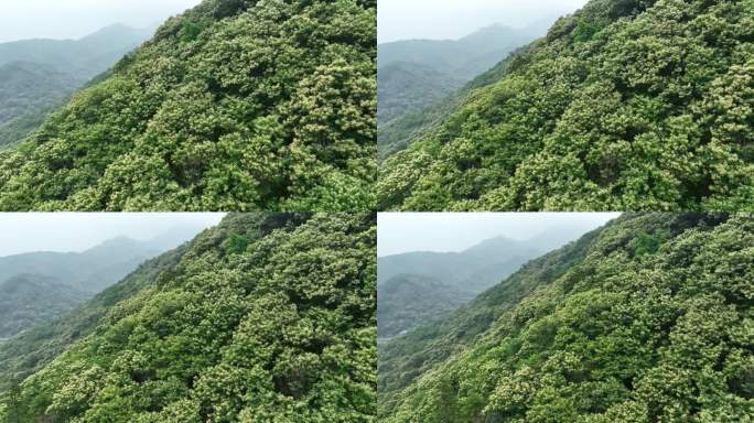 浙江山区板栗山板栗花经济林农村致富