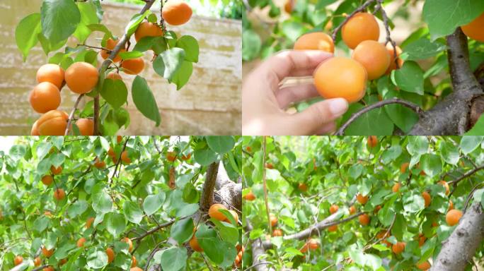 杏树  果园采摘