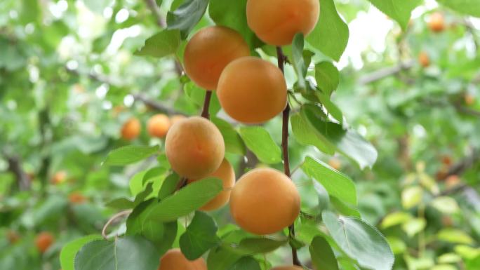 采摘杏 杏树